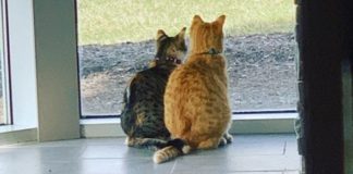 Company Succeeds in Boosting Morale By Adopting Office Kittens