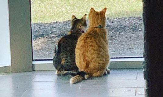 Company Succeeds in Boosting Morale By Adopting Office Kittens