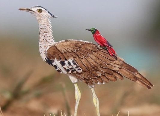 These Artists Prove That Birds of a Feather Indeed Flock Together