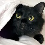 Animator Inserts Cat Into Iconic Films to Hilarious Effect OwlKitty