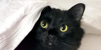 Animator Inserts Cat Into Iconic Films to Hilarious Effect OwlKitty