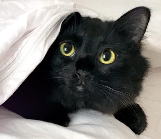 Animator Inserts Cat Into Iconic Films to Hilarious Effect OwlKitty