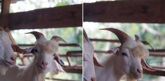 Photogenic Goat Goes Viral Photogenic Goat