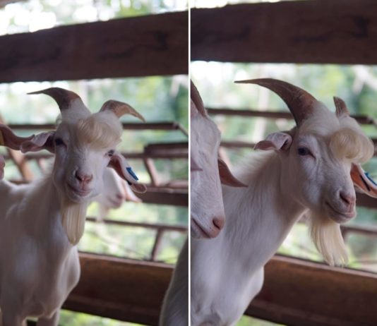 Photogenic Goat Goes Viral Photogenic Goat
