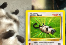 Artist Transforms Pets Into Pokémon Characters