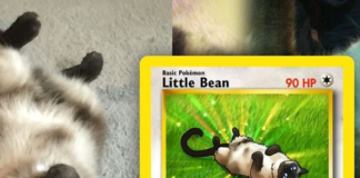 Artist Transforms Pets Into Pokémon Characters