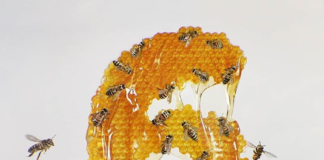 Artist Creates Numbers Inspired By Insects