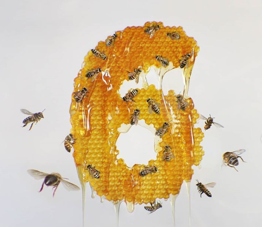 Artist Creates Numbers Inspired By Insects