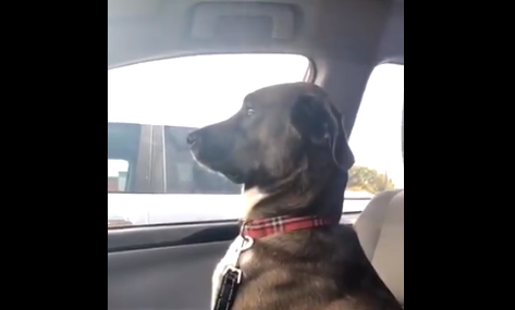 Dog Refuses to Look At His Owner After She Took Him to the Vet