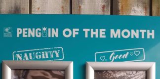 National Aquarium Chooses a Penguin of the Month