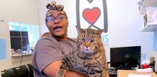 This “Chonky” Tabby Cat is Looking For a New Home Chonky