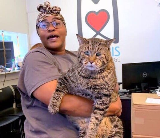 This “Chonky” Tabby Cat is Looking For a New Home Chonky