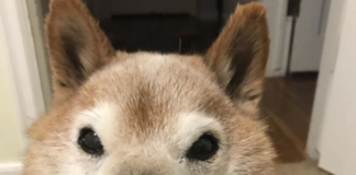 Meet Chester, The Grumpy Dog