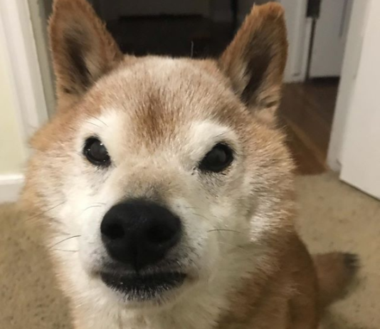 Meet Chester, The Grumpy Dog