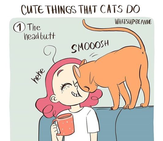 Beanie’s Comics are All About Cats and Dogs