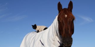 This Cat and Horse Have Been Inseparable For Years