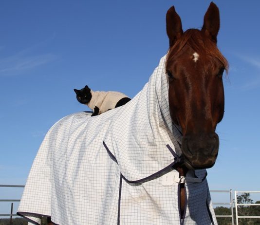 This Cat and Horse Have Been Inseparable For Years