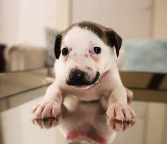 This Puppy Bears a Striking Resemblance to Salvador Dalí