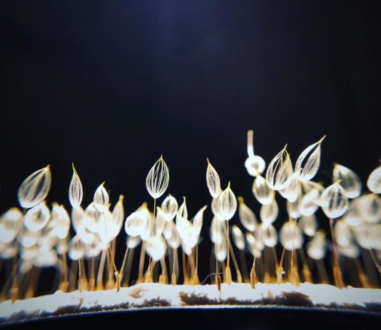 One Artist is Turning Pesky Weeds Into Stunning Sculptures