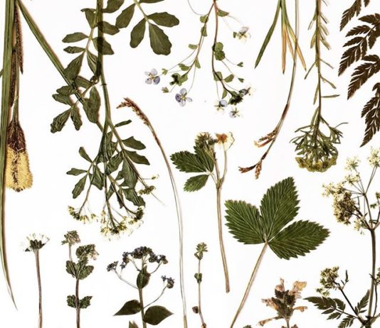 Lindsay Buck’s Online Herbarium is a Place of Wonder