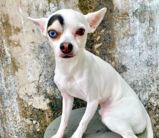 A Dog Named Lucky is Going Viral Thanks to His Unique Features