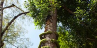 French Artist Creates Incredible Plant-Based Installations