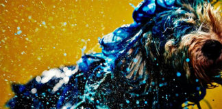 These Dogs Create Abstract Art By Shaking Paint Off Their Bodies Canismo