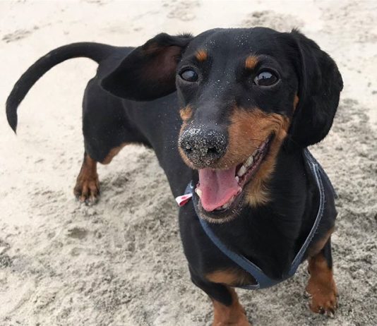 This Miniature Dachshund is Kind of a Big Deal
