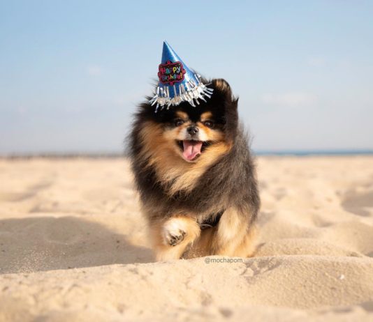 Mocha the Pomeranian is Cute as a Button