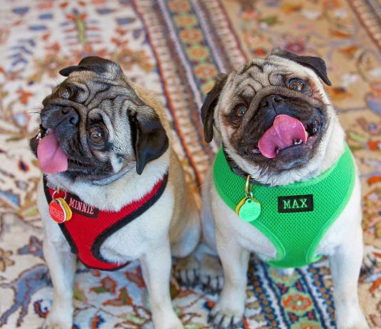 These Two Pugs are More Famous Than You’ll Ever Be