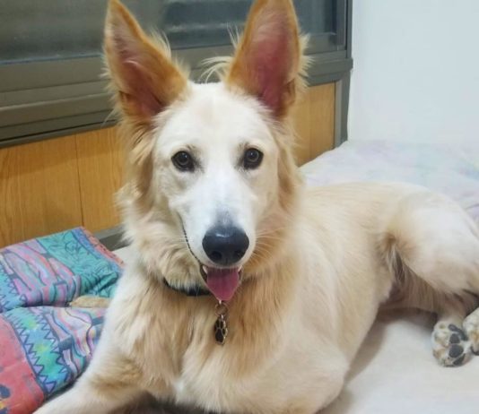 Sam the Golden Shepherd Will Melt Your Heart