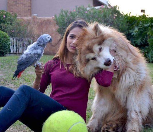 A Parrot and an Alaskan Malamute Make For the Best of Friends