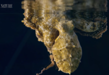 See How a Dreaming Octopus Changes Color