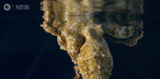 See How a Dreaming Octopus Changes Color