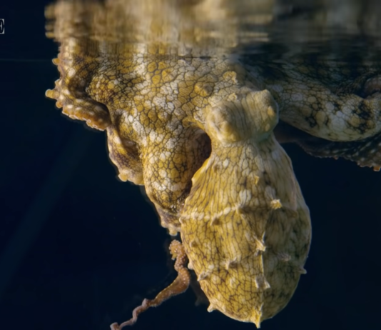See How a Dreaming Octopus Changes Color