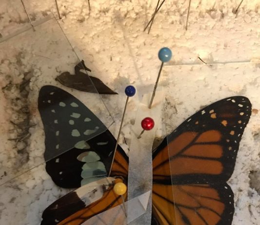 Woman Successfully Transplanted A Butterfly Wing