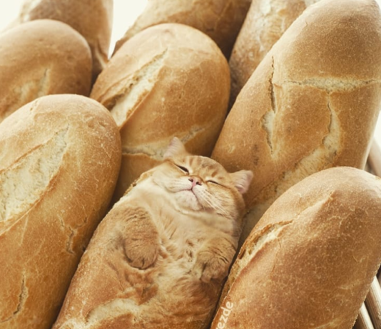 Artist Photoshops Cat’s Faces Into Everyday Objects and the Results are Hilarious