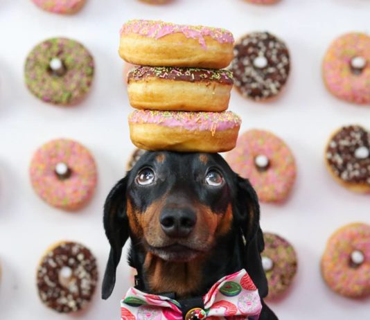 Instagram Dog Performs a Delicate Balancing Act