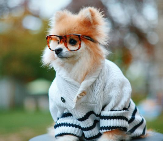 Meet the World’s Littlest (and Fluffiest) Trendsetter