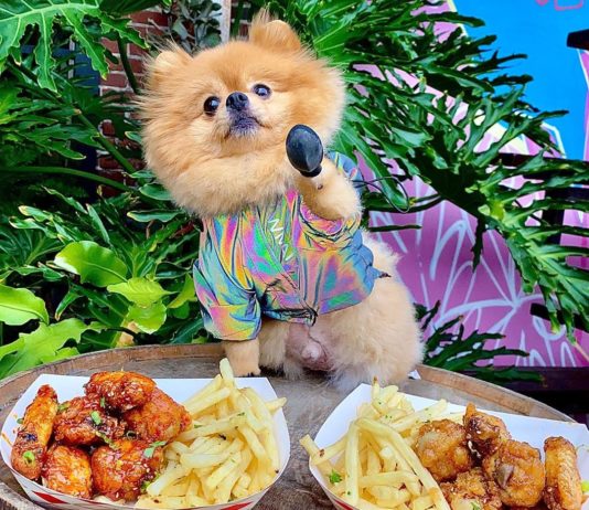 Our Top Fashionable Pooches on Instagram