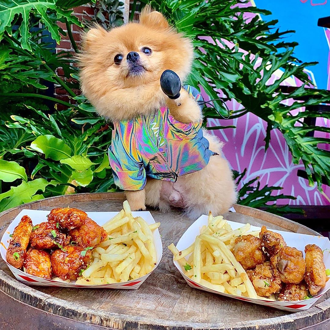 Our Top Fashionable Pooches on Instagram - PlayJunkie