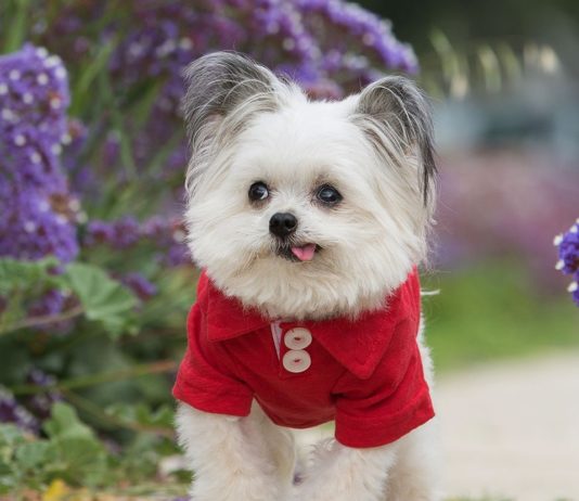 Norbert’s Cuteness is Overwhelming