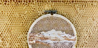 Ava Roth Creates Art With Honey Bees