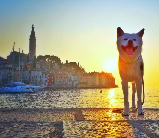 Shiro Is The Most Adorable White Akita You’ll See