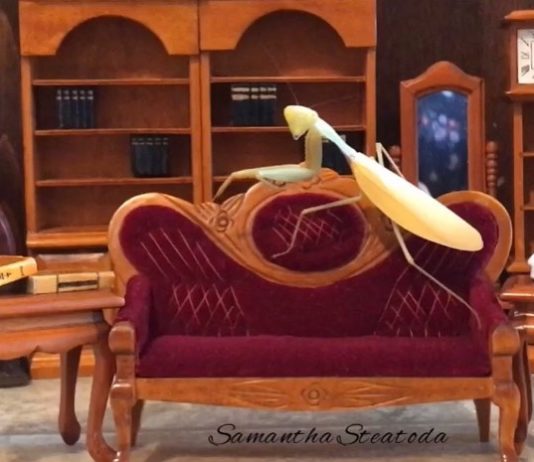 This Praying Mantis Loves Checking Out Furniture