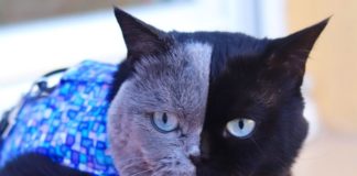 This French Cat Was Born with Two Faces – And They’re Equally Purrfect
