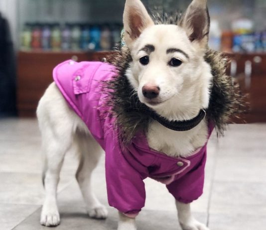 Betty the Dog Has Beautiful Dark Eyebrows