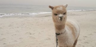 This is Why You Need to Follow Alfie the Alpaca on Instagram