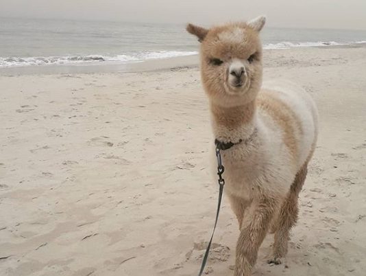 This is Why You Need to Follow Alfie the Alpaca on Instagram
