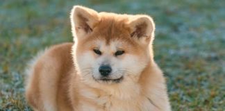 Meet Masami, an Adorable Japanese Akita